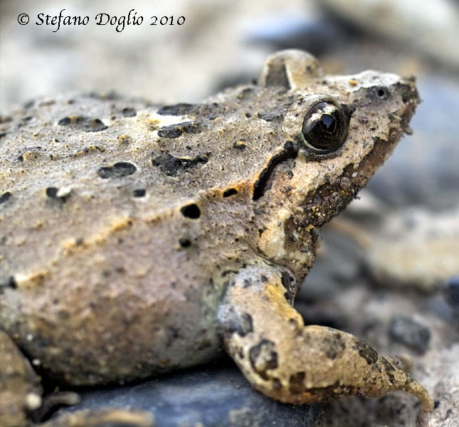 discoglosso marocchino - Discoglossus scovazzi
